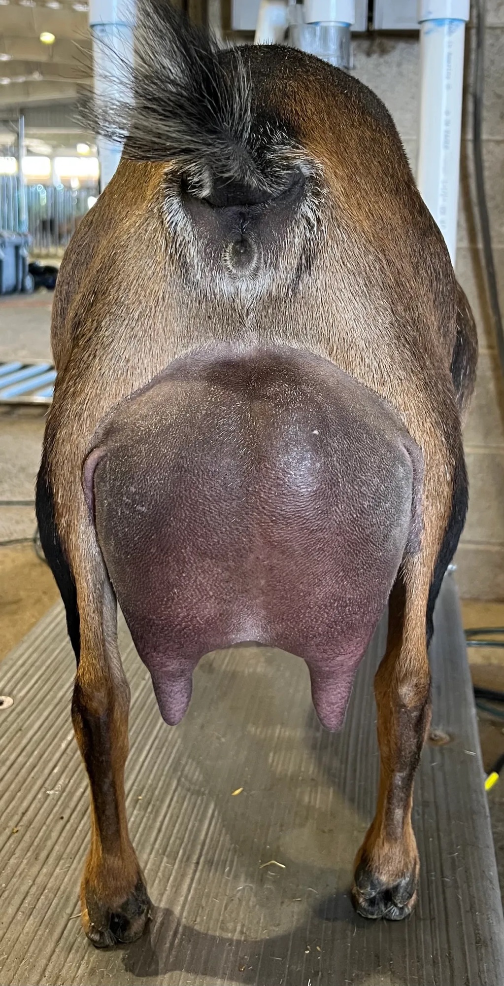 Koko Dam Udder P/C Little Redhouse Farm