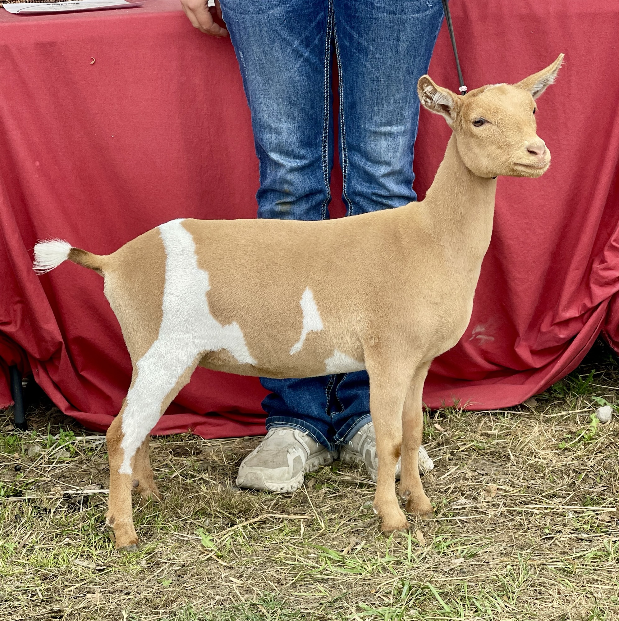 Gold Nigerian Dwarf goat kid at Willow Hollow Farm in Washingont
